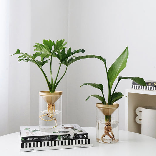 Cultivate Water Plants To Purify The Air Office Desktop Potted Plants - SAVOUR DECORE